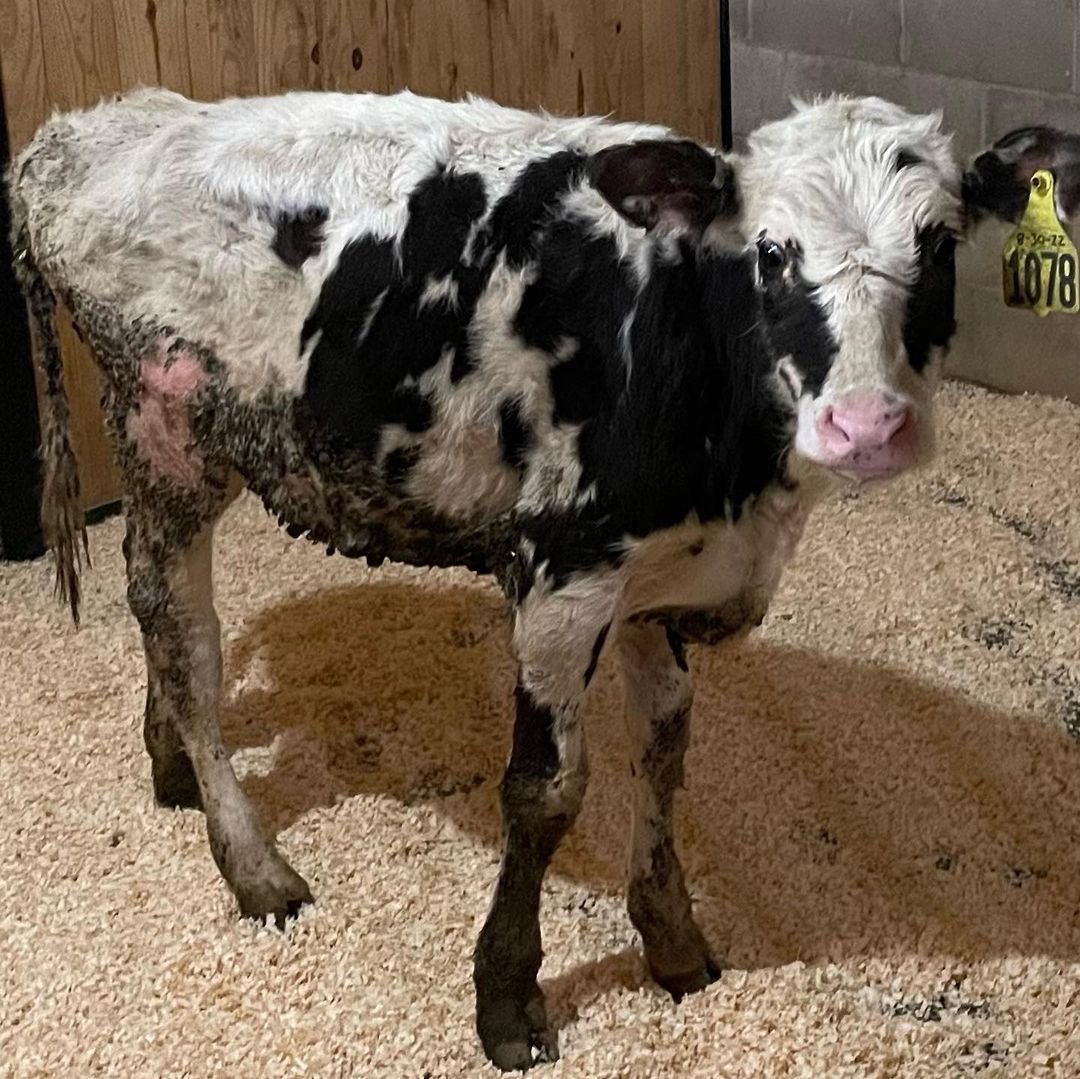 dairy_truth's tweet photo. She was rescued from a local dairy farm.  

9 months old, 
thin and tiny,
her skin is raw from standing in feces &amp; urine,
her body and face covered in parasites. 
😢🐄😢

The beautiful people @ https://t.co/SwHpAxFqzw are trying to save her 🙏

#dairytruth #gotmilk #milk https://t.co/rN0N7iYS6e