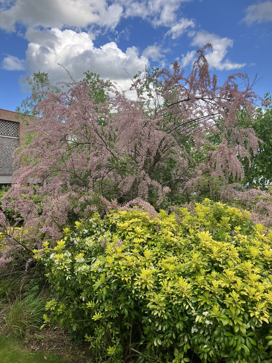 The gift that keeps giving across our <a href="/TrentUni/">Nottingham Trent University</a>  landscapes 😎

#spring 🌸🌱🌼