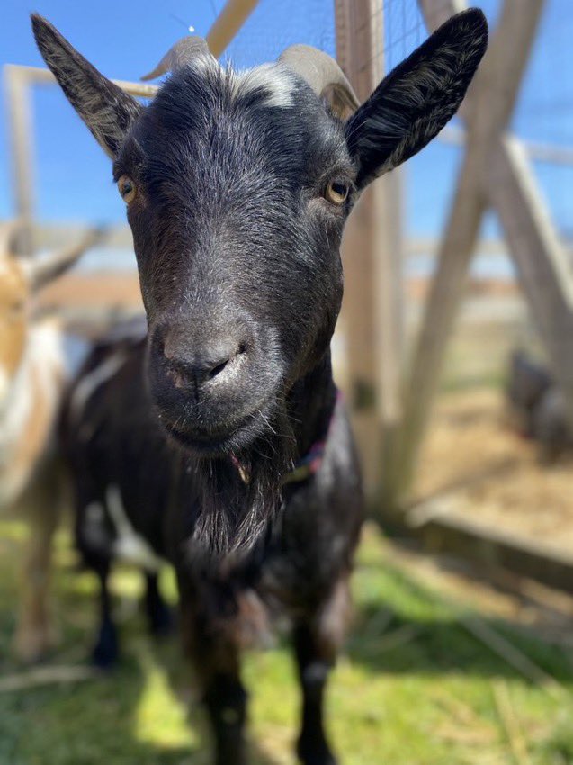 Collierville Middle Agri-STEM tweet media