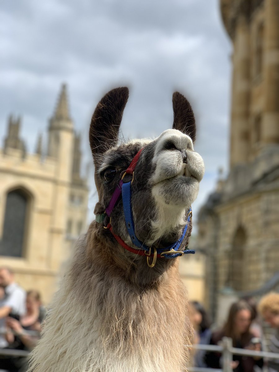 Had a lovely time hanging out with the fluffy alpacas and llama today - thank you <a href="/bodleianlibs/">Bodleian Libraries</a> and <a href="/qualitydog/">Dr Frankie Wilson</a> 🦙