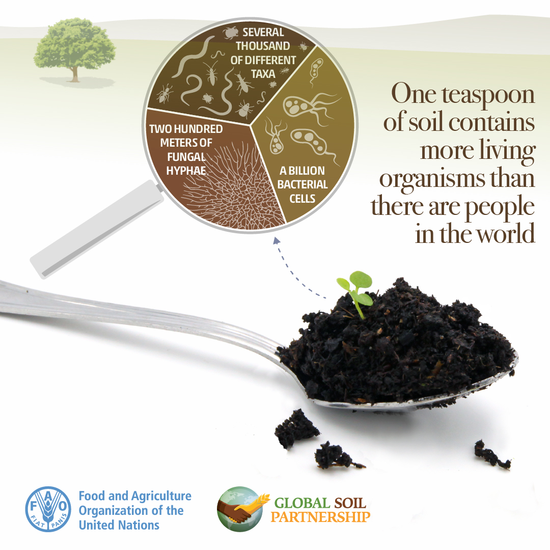 FAOLandWater's tweet image. Venture into the depths &amp;amp; discover an amazing truth: a teaspoon of soil is home to a vibrant ecosystem, thriving with more life than there are people in the 🌍❗
#SoilHealth
Want to learn more? Dig into the 618-page State of knowledge of #SoilBiodiversity👉🏿doi.org/10.4060/cb1928…