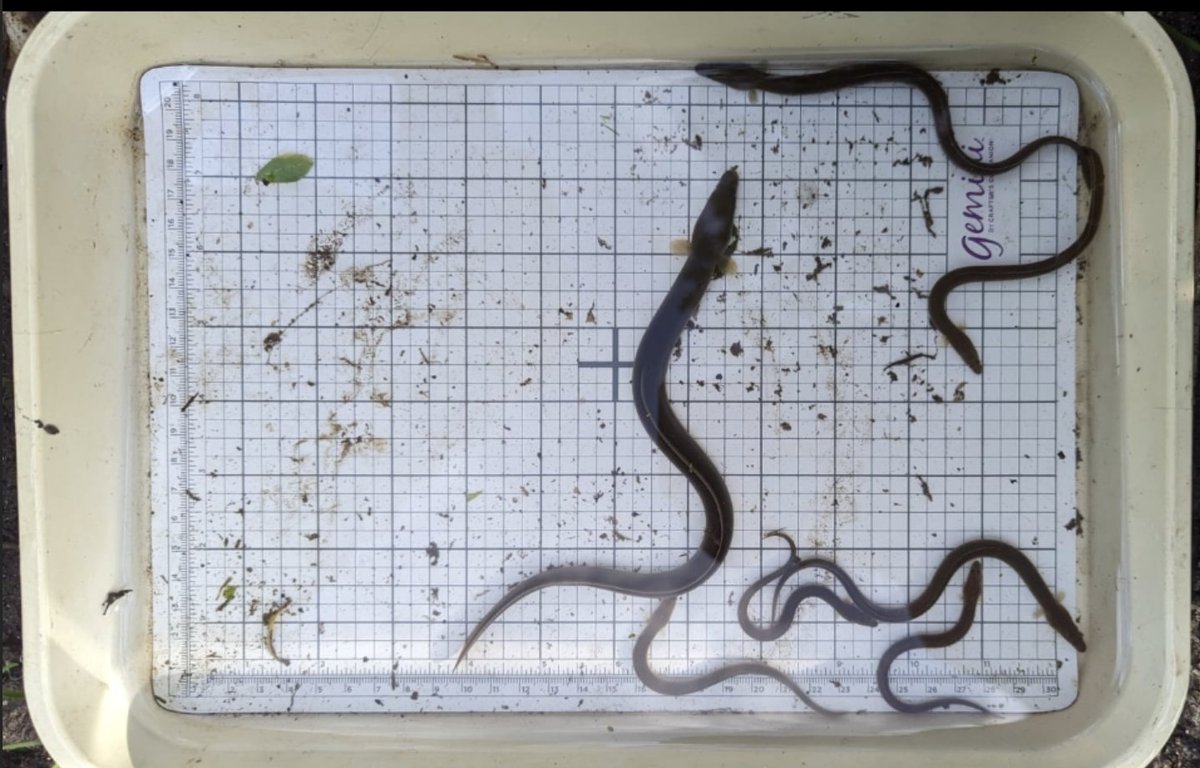 Rose Boardman tweet media