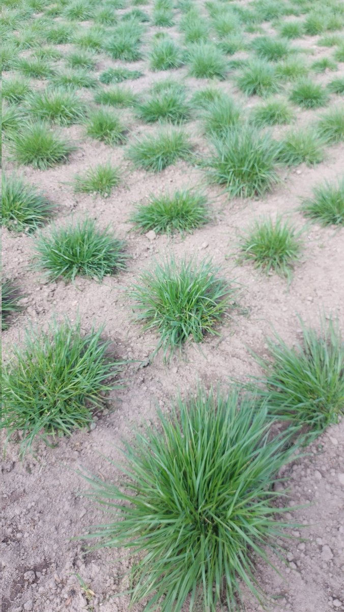 Plant Ecology UT tweet media