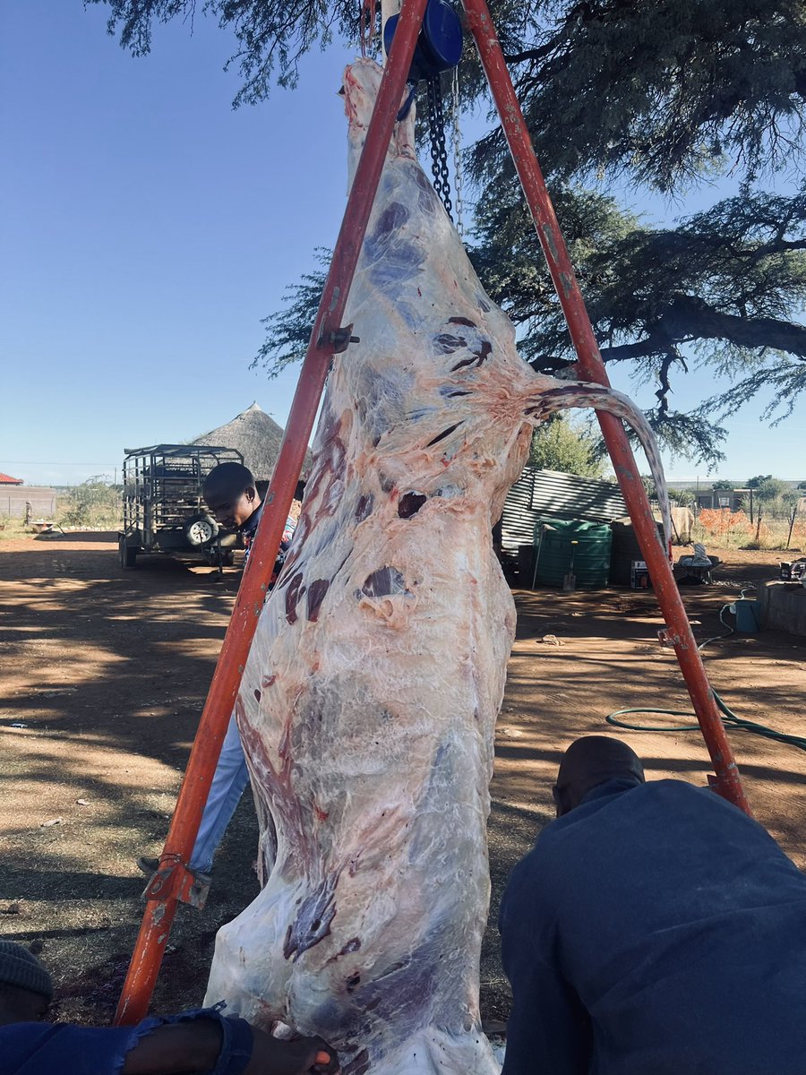 AfricanGrowers's tweet photo. A well fed livestock for meat production(not fat). An asset to the herder and not liability.
Tag a herder online. #meat #livestock #foodies #nonfat #feeding #feedingthefuture #TAGsFarm https://t.co/mX9DIZIdMb