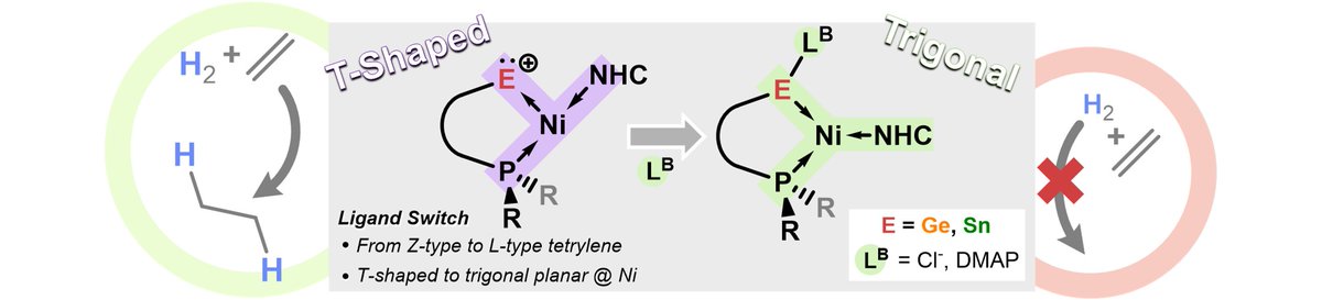 🥳Fresh out!🥳

Easy access to rare T-Shaped Ni(0) complexes bearing highly Lewis acidic cationic tetrylene ligands...

But! 

They can be switched to trigonal planar systems by selective ligand binding at Ge/Sn, and can even catalyse alkene hydrogenation! tinyurl.com/yc368rn5