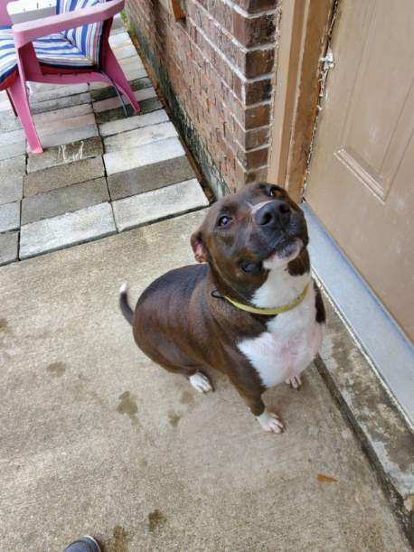 Say hello to Harley! This petite terrier loves attention and collecting toys that she keeps in her crate. She is incredibly sweet and searching for her forever home. Meet Harley on Petfinder! petfinder.com/dog/harley-483…