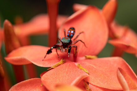 "This Spider Is Imperfect, and That May Be Its Secret Trick" by BY SAM JONES via NYT ift.tt/nNtcC59 #science