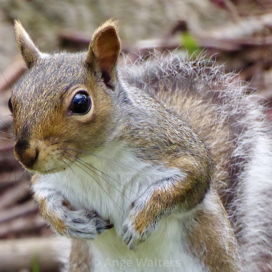 Photo of the day…..
Secret Squirrel 🐿️ 
#squirrel #devonportpark #wildlife #squirrelsofinstagram #wildlifephotography #plymouth #parks #nature #plymouthphotographer #sciuragram #naturephotography #devon 
@visitplymouth 

ange21.picfair.com/pics/017281988…