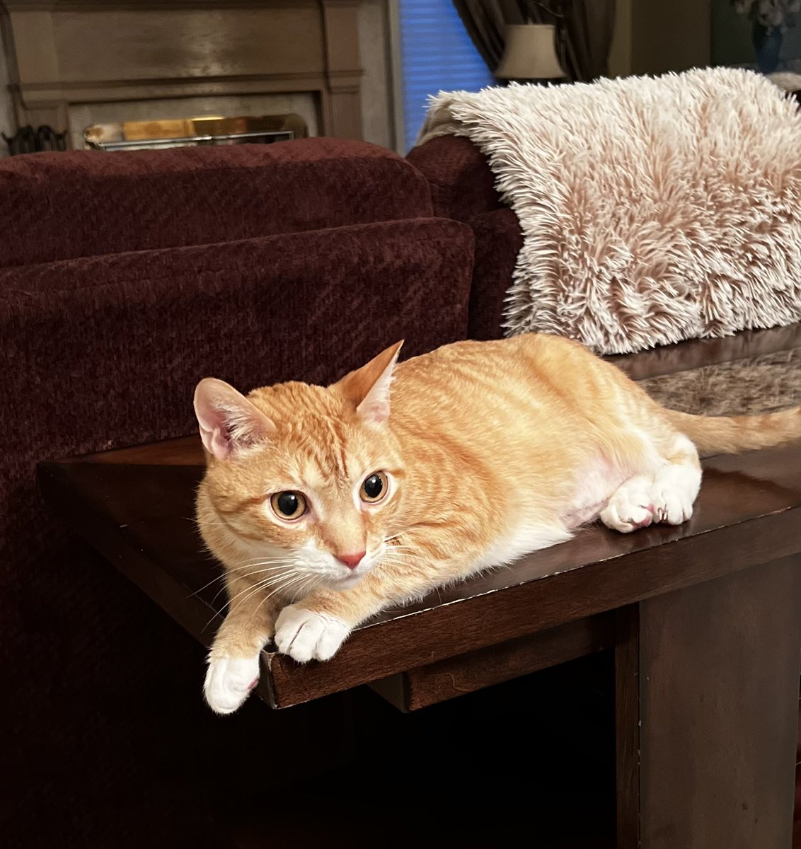 michaelscat's tweet photo. Good morning Twitterverse
Love, Kris.
.
.
#cats #CatsofTwittter https://t.co/88UN7hwmYY