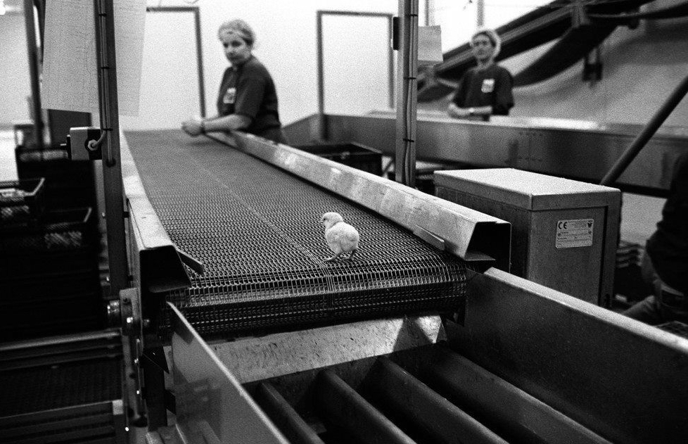 This is a baby male chick seconds from falling into a macerator to be ground up. Fully conscious.

Why? Since he's a male, he's considered "useless" to the Egg Industry. 😡 

This is standard practice and it happens to MILLIONS every year. Buying #eggs funds this. ❌🥚❌