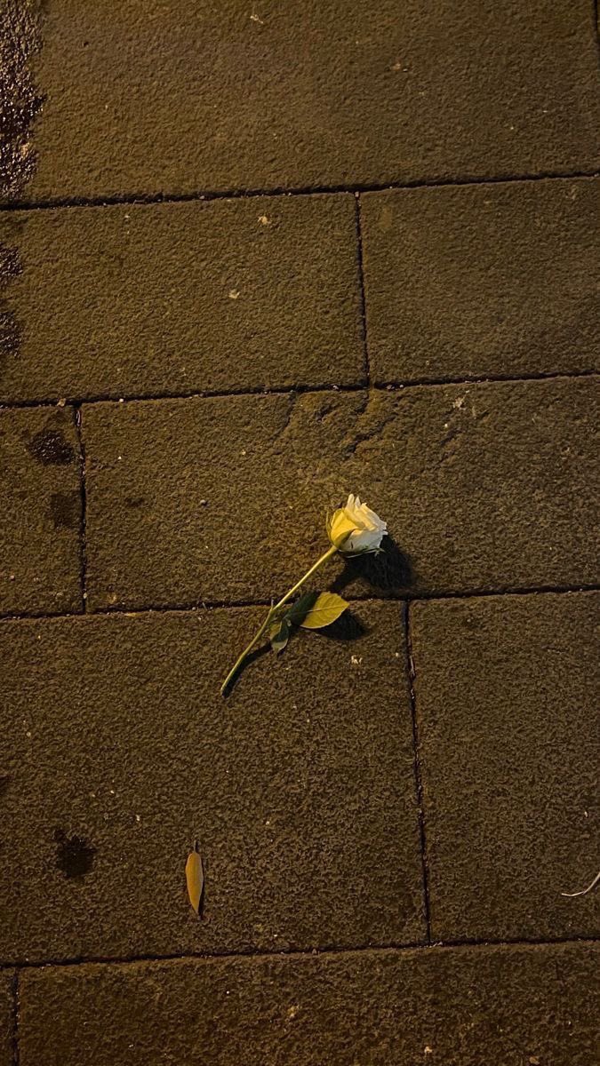 Rrustemi_Minka's tweet photo. Ajo ishte një trëndafil në  duart e atyre që nuk dinin ta vlersonin.🥀 https://t.co/A8HxXGM57S