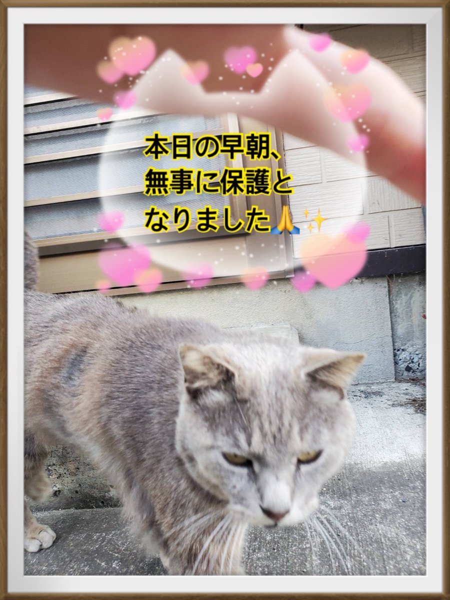 Yuni08573764's tweet photo. @megu6792 有難う御座います。✨😭✨
一週間かけて、元居た場所に
戻って来ました。✨😭✨
ビックリです。
ガリガリに痩せて…😭 https://t.co/Rf4e4Wn1X5