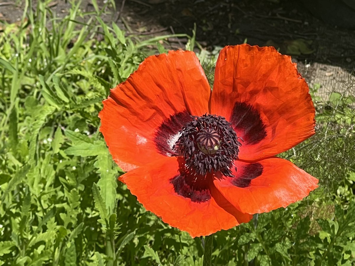 1st poppy (oriental) adds a slash of colour #poppy #poppies