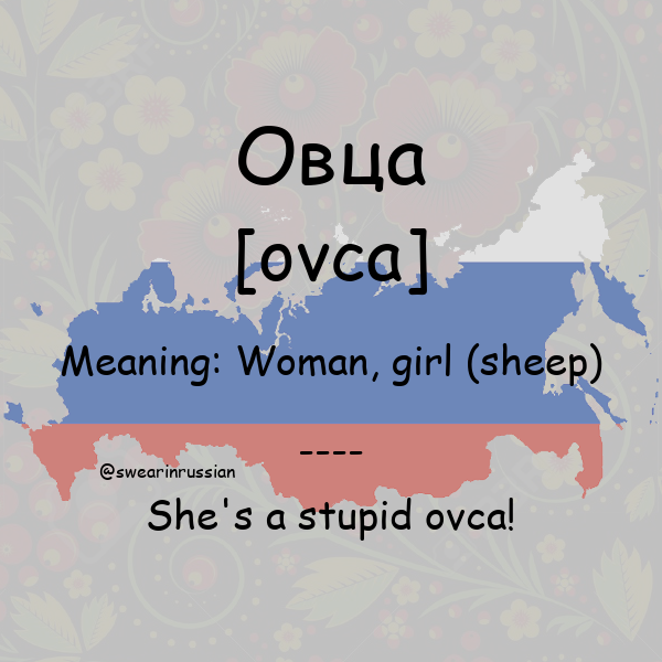 swearinrussian's tweet photo. Woman, girl (sheep) #Овца #swearinrussian #russian #rt https://t.co/ar4S00kPIV