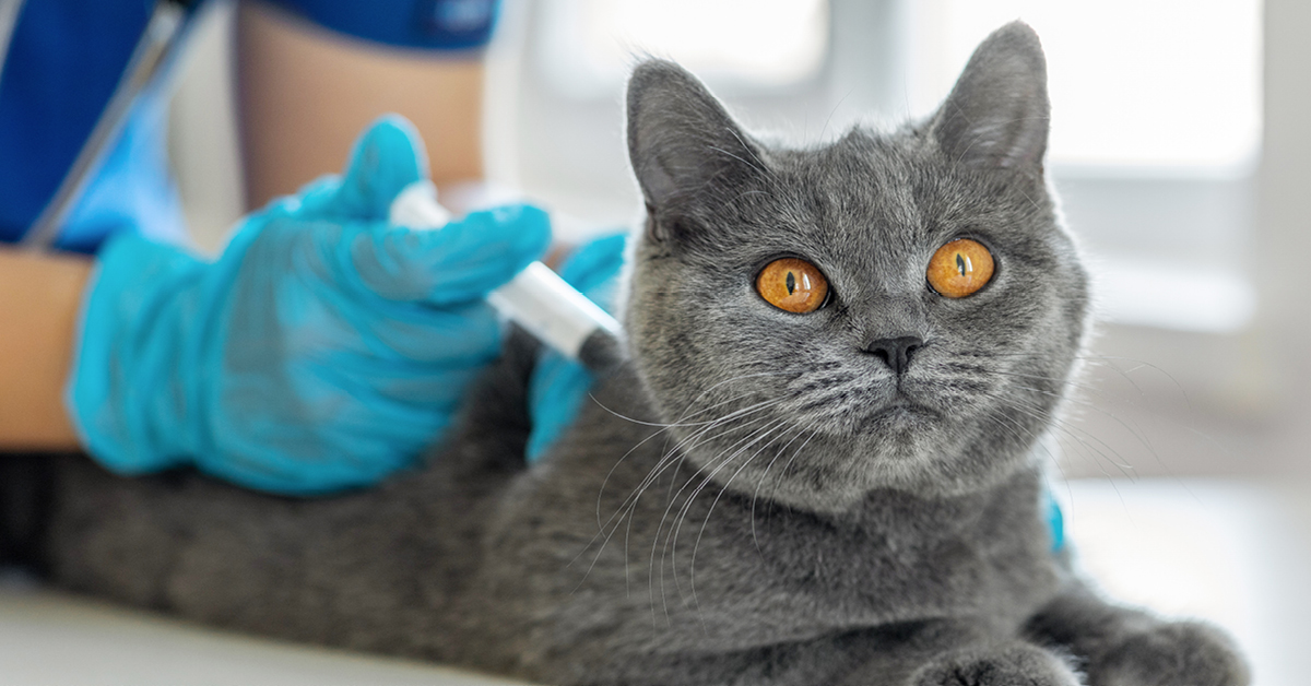 MWI Animal Health tweet media