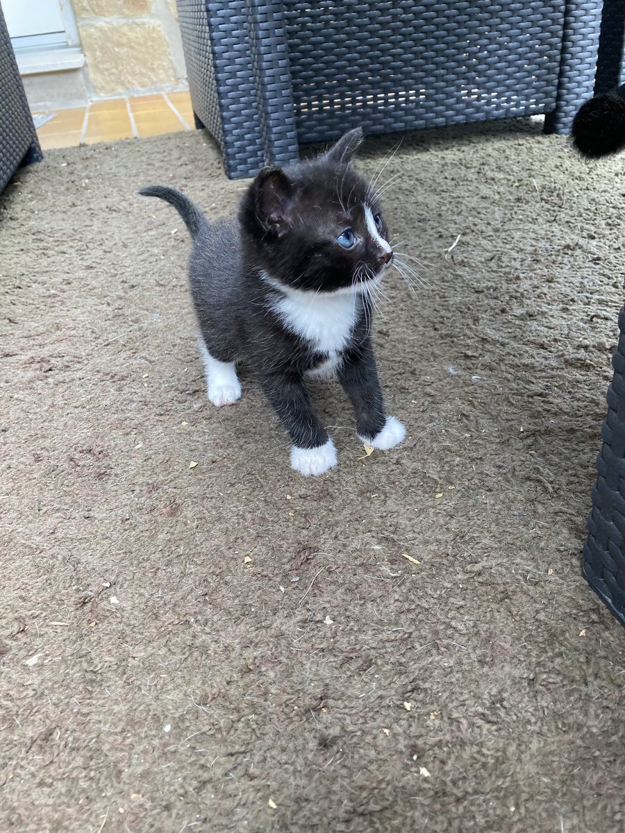 Pocket_Man's tweet photo. Und hier eine niedliche Katze für @JoachimHesse https://t.co/F2wgcRKxze