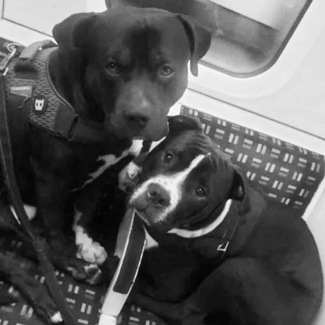 s a d n e s s tweet media