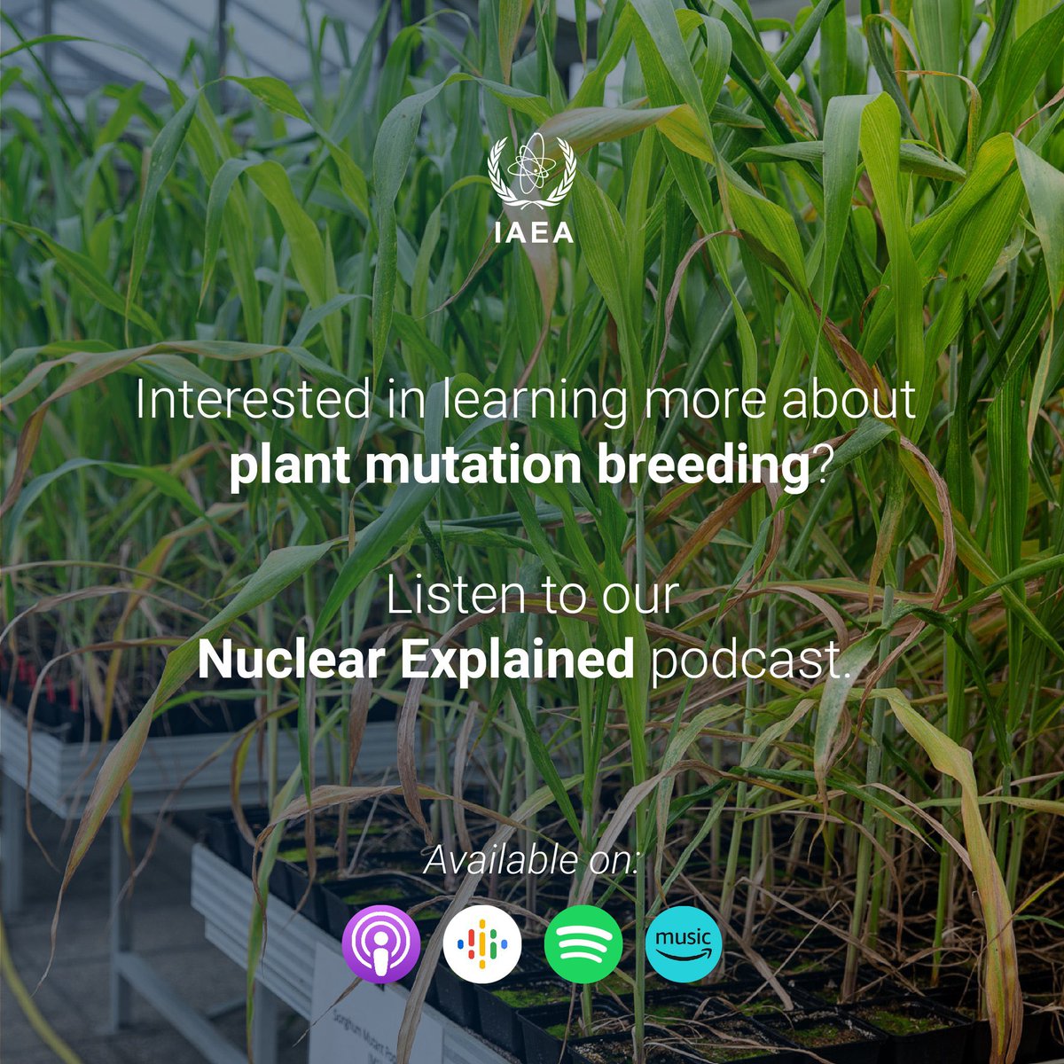 🤔 Curious to learn how the #SeedsInSpace project aims to develop crops against the ravages of #ClimateChange on 🌍?

🎧 Listen to our new #NuclearExplained podcast 👉 iaea.org/podcasts/chann…

#Atoms4Climate #ZeroHunger @FAO @NASA @IAEANA