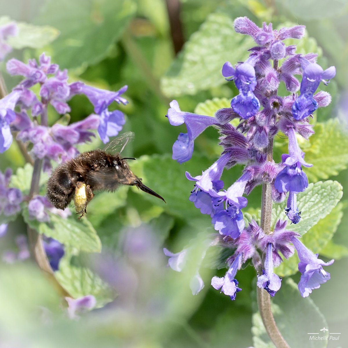 Did you know I love to photograph bees?! 🤦‍♀️

Tongue at the ready for those bluebells! 🐝 

#TwitterNaturePhotography #twitternaturecommunity #nature #insects #bees #flowers #lovebees #tongueout #spring