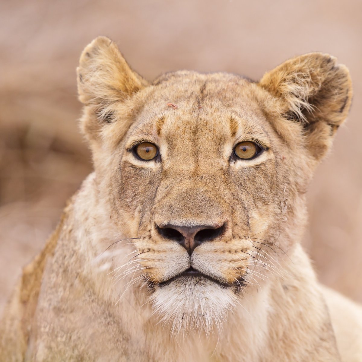 One of the most important aspects of a great safari is having a comfortable place to rest after a day in the Park. At Bush Villas on Kruger, we provide all of the conveniences of home in a luxurious and relaxing environment. Enjoy your safari and let us take care of the rest!