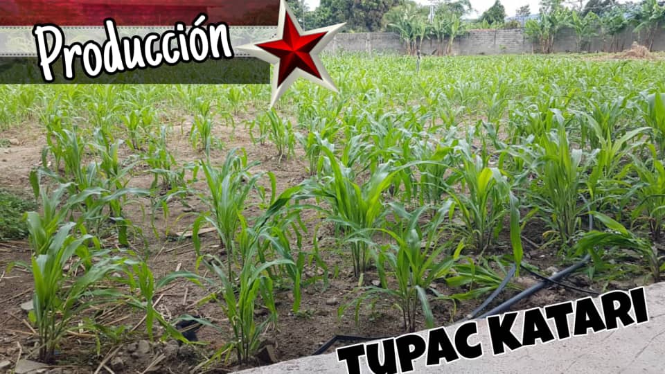 La tierra nos da todo,  la tierra nos ara libres  en el año de la #ComunaYProducción  @TupamaroMRT afirma su compromiso con la independencia Alimentaria, en el crecimiento económico con mucha solidaridad Humana.  Tierra y Hombres Libres 
Ezequiel Zamora