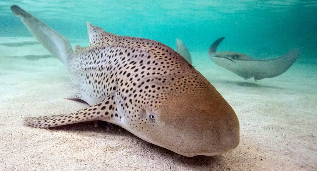 pattayascuba's tweet image. Diving with Zebra Sharks at Pilot Reef

The rock and coral outcrops make it a popular destination for learners.

This guide explains how to get to the site, average depths, and what marine life seeks shelter in the reefs.
#scubadiving #sharks #zebrashark

tinyurl.com/4eeh9mn5