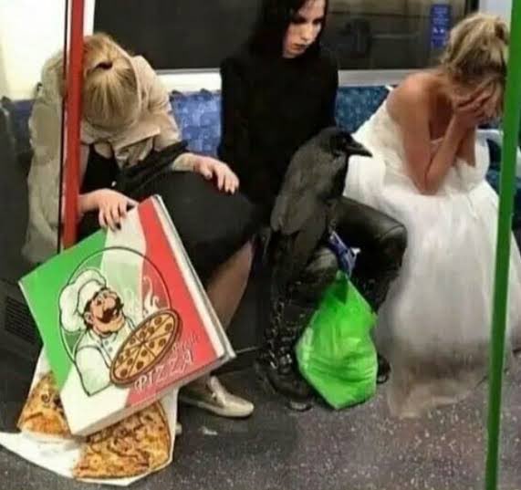 taylor venus 🏳️‍🌈 tweet media