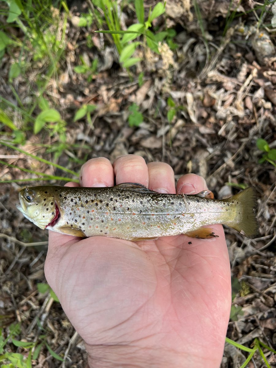 #muskegonriver #flyfishing #smallmouth #BrownTrout