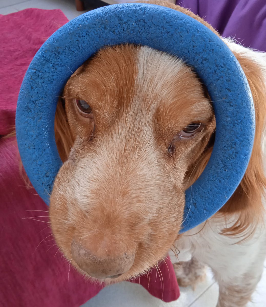 Ratoncilla de campo tweet media