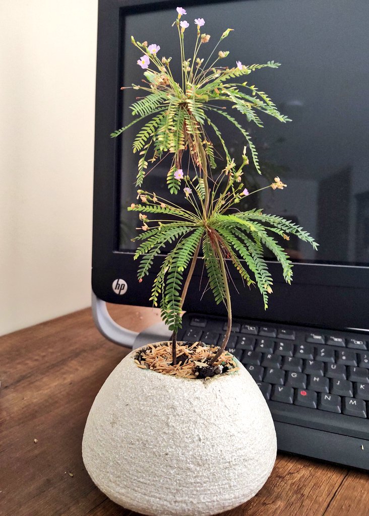 "El Amor es la semilla del Éxito" Debasish Mridha.  🇨🇴 3026053005.  Trabaja desde un paraíso con 🏝️Palmar