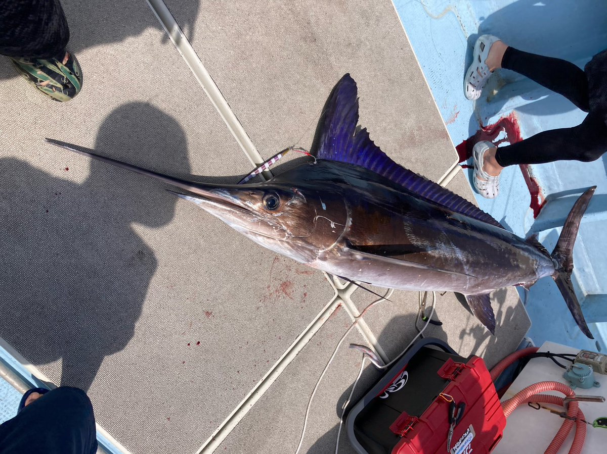 tsuritaro55's tweet photo. ジギングでカジキ🎣
船上計測275cm 、帰港後計量で約70kg。
PE4号、リーダー18号。
ロッド　Takamitechnos
リール　ACCURATE
ウロコジグ300g。
フック　ステキ針　ファイター幻。
ファイトタイム1時間。

人生最大魚🎣船長と仲間のおかげでとれました🎣

ただ狙いのカンパチ釣れず。リベンジか🎣 https://t.co/6ZfgjtOplR
