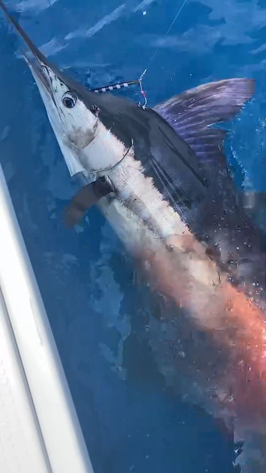 tsuritaro55's tweet photo. ジギングでカジキ🎣
船上計測275cm 、帰港後計量で約70kg。
PE4号、リーダー18号。
ロッド　Takamitechnos
リール　ACCURATE
ウロコジグ300g。
フック　ステキ針　ファイター幻。
ファイトタイム1時間。

人生最大魚🎣船長と仲間のおかげでとれました🎣

ただ狙いのカンパチ釣れず。リベンジか🎣 https://t.co/6ZfgjtOplR