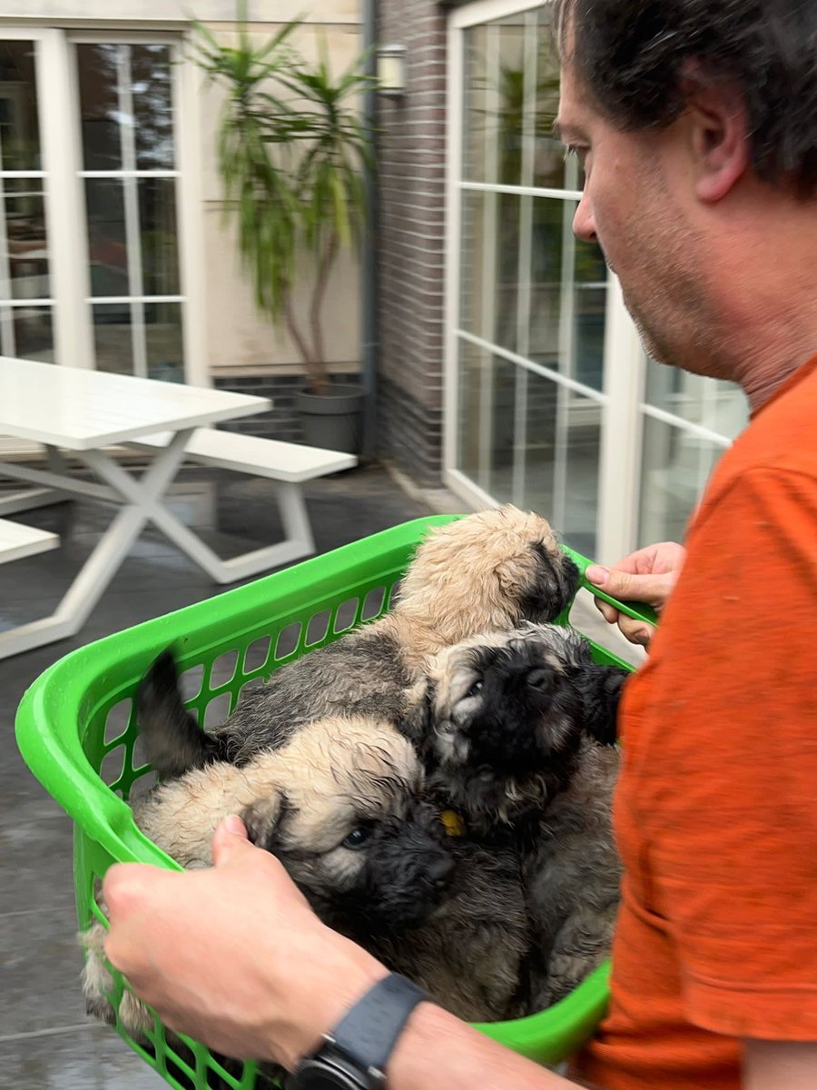 MARJOLEINmend's tweet photo. Nog 5 bouvierpups zoeken een thuis voor binnenkort (reutjes)!!!🤎🐾🐶
Delen is lief 🥰 https://t.co/YVmjfELzJk