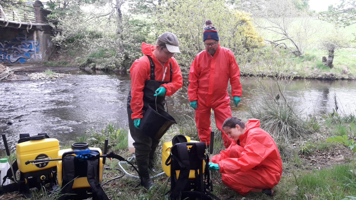 Giant Hogweed control is now underway for this season. Our @SISI_project  colleagues have been tackling parts of the river Lossie along with Bob and some new volunteers. 
@nature_scot @ScotGovNetZero #NatureRestorationFund @HeritageFundSCO