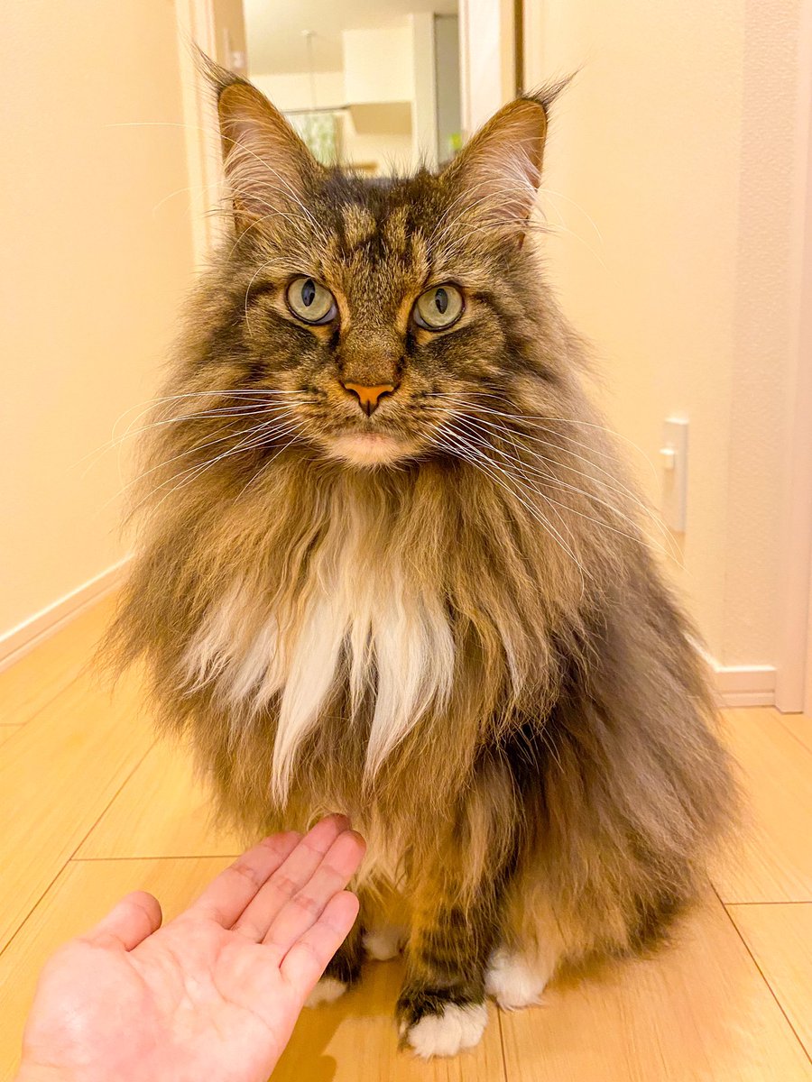 Midora0428's tweet photo. おて
握ったら怒る😔

#猫 #猫がいる暮らし https://t.co/DBwjl66kRA