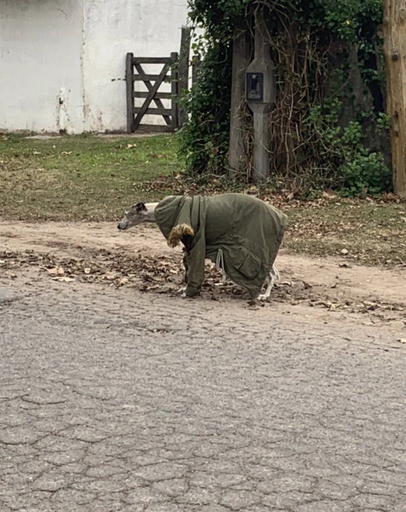 ccholu's tweet photo. @mdkro Aporto el galgo con campera que una vez se cruzó mi amiga https://t.co/Ezl8ZwKvd2
