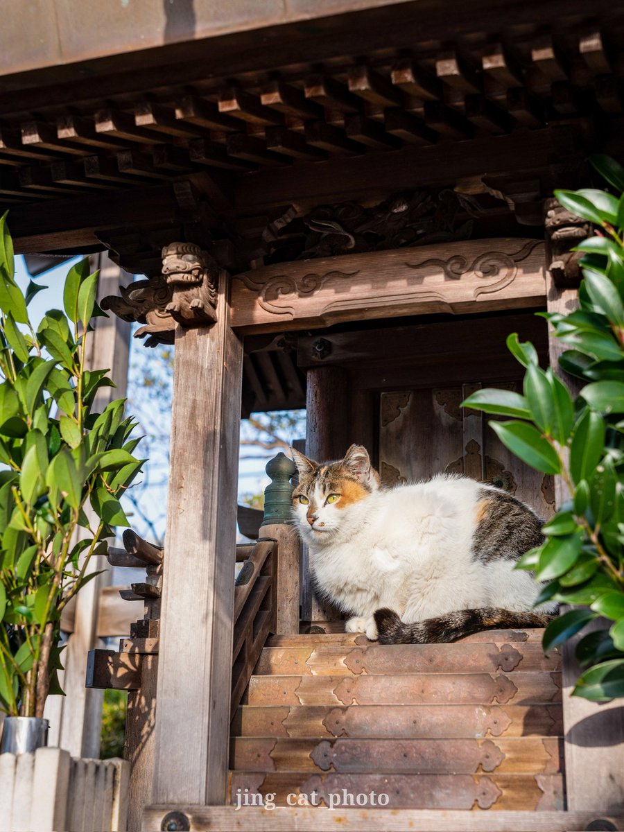 jing_cat (@jingcat3) on Twitter photo お猫様
#猫 #ねこ #猫好きさんとつながりたい お猫様
#猫 #ねこ #猫好きさんとつながりたい