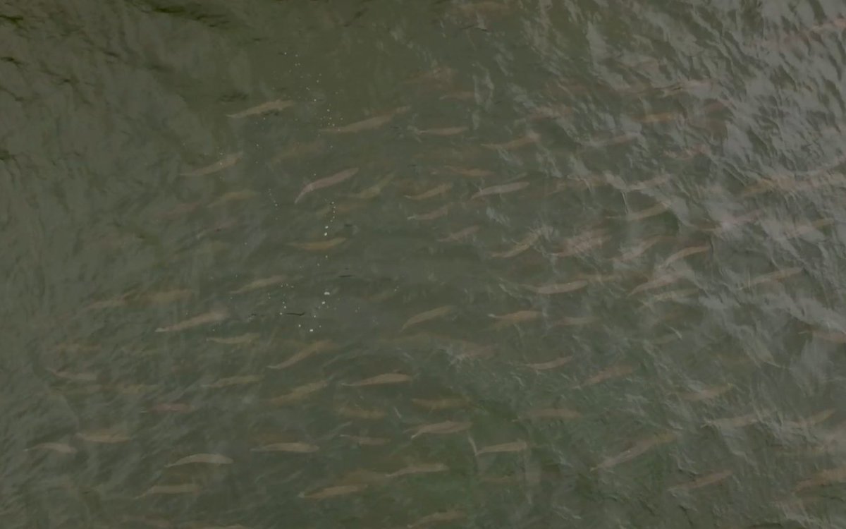 AST_Salmon's tweet photo. Wild Atlantic salmon as you've never seen them before! 
Sign up to tomorrow's free online event from 8-9pm, Beyond Wild Isles, hosted by the @SalmonAlliance  https://t.co/MgQfgYh8vc

#beyondwildisles #bbcwildisles #wildsalmonfirst #missingsalmonalliance https://t.co/i6Y0PcTs9Y