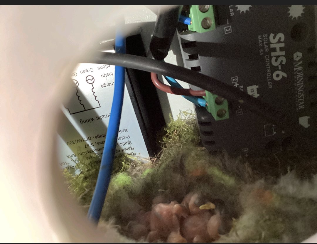 Students at The Westminster Special School have had special visitors move into their Eco classroom in our Forest School recently. Today they hatched - welcome to the world baby blue tits! <a href="/BBCSpringwatch/">BBC Springwatch</a> #Springwatch
