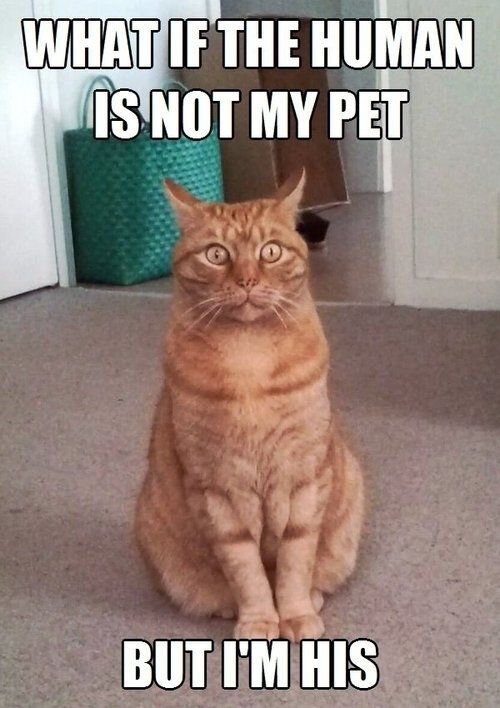 lolol_cat's tweet photo. Realization via https://t.co/iG57JMR0Gm https://t.co/zJa1S0BKyO