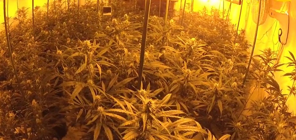 DurhamPolice's tweet image. 📷A bit of a rude awakening this morning for one man in #Spennymoor.

Officers carried out a drugs warrant at an address in Clyde Terrace and discovered more than 3⃣0⃣0⃣ cannabis plants packed into 3 rooms.

The drugs were valued at £26,000.

Full story👉bit.ly/3o3033l