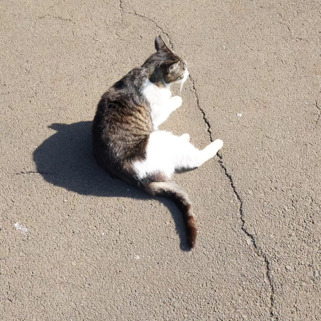 Araki164's tweet photo. 先週の
#もみじちゃん
#地域猫
#fieldcat https://t.co/W50D6VgsXB