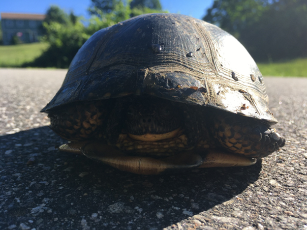 NHTreeFarm (@nhtreefarm) on Twitter photo #NHTreeFarm owners know that you are most likely to see a Blanding’s turtle in late May to early July when it leaves marshy wetlands to look for a nesting site in the uplands. Stay alert while driving, mowing, or working in the woods!
<a href="/NHfishandgame/">NHfishandgame</a> <a href="/UNHCE_forestry/">UNH Cooperative Extension Forestry & Wildlife</a> <a href="/UNHExtension/">UNH Extension</a> #NHTreeFarm owners know that you are most likely to see a Blanding’s turtle in late May to early July when it leaves marshy wetlands to look for a nesting site in the uplands. Stay alert while driving, mowing, or working in the woods!
<a href="/NHfishandgame/">NHfishandgame</a> <a href="/UNHCE_forestry/">UNH Cooperative Extension Forestry & Wildlife</a> <a href="/UNHExtension/">UNH Extension</a>