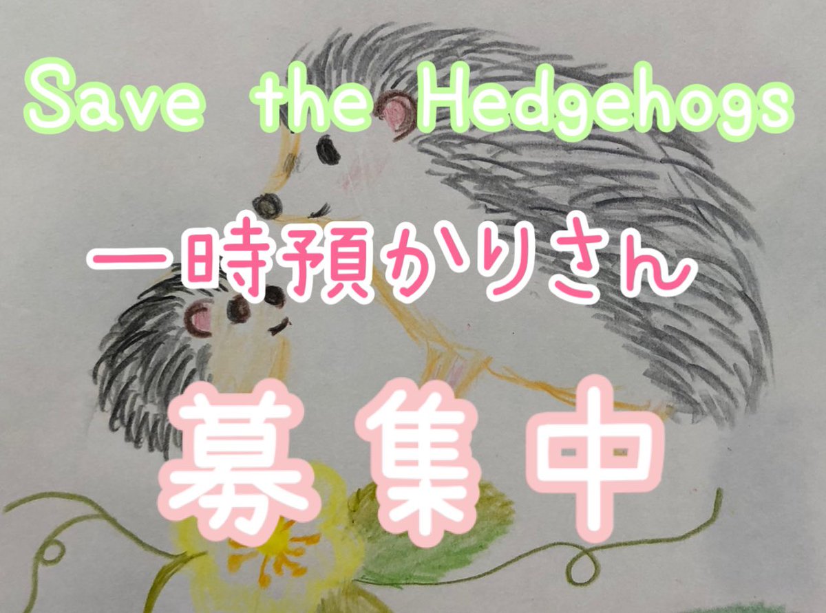 こんにちは😌🦔
神奈川県にて一時預かりさんの募集です。
お問い合わせはDMまたはメールにて。

神奈川里親さんについても引き続き募集中です🦔🥰

よろしくお願いします✨✨