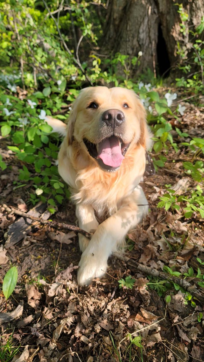 CourtHaw's tweet photo. Hi pals! We went for a hike the other day! Safe to say Patrick likes it! Have a great day! ❤️ ☺️ #GoldenRetrievers #goldenpatrick #hiketime #dogsoftwitter https://t.co/J6wBeDTKN1