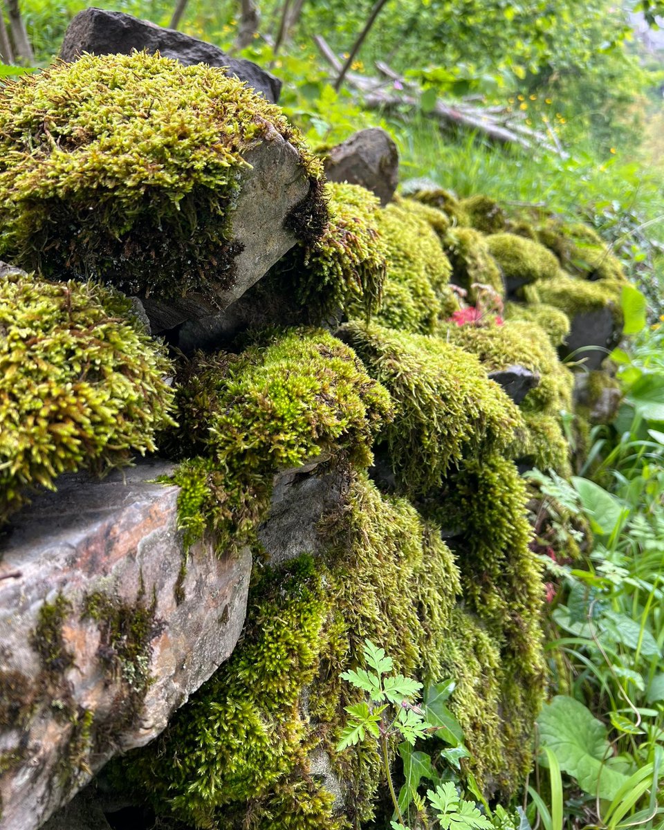 UGopso's tweet photo. #Trabzon
#Çaykara
#Uzungöl https://t.co/IlF6H5upP6