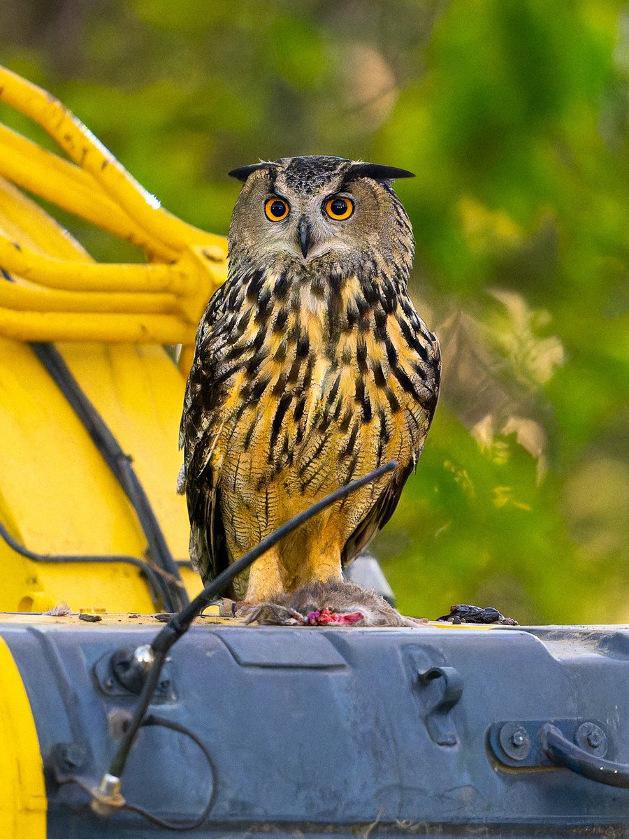 davidlei's tweet photo. Flaco, the Central Park Eurasian eagle-owl, with dinner at his feet on the cab of his favorite excavator. He plucked this rat from inside the soil screening machine. The excavator was just removed and I dare say that Flaco was not pleased.
#birds #birdwatching #nature #birdcppp https://t.co/rRpoRzj8tY