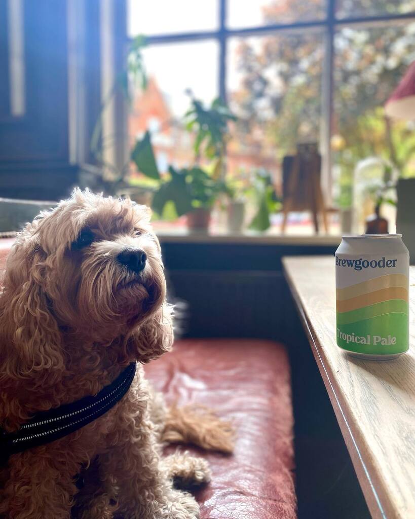 One offer is not enough, we are generous @thewashingtonhampstead 😏

Our Brewgooder Tropical Pale is also  at £3.00 only !! 
Even Archie is falling for it 🍻 instagr.am/p/CsV9lEsoJeg/