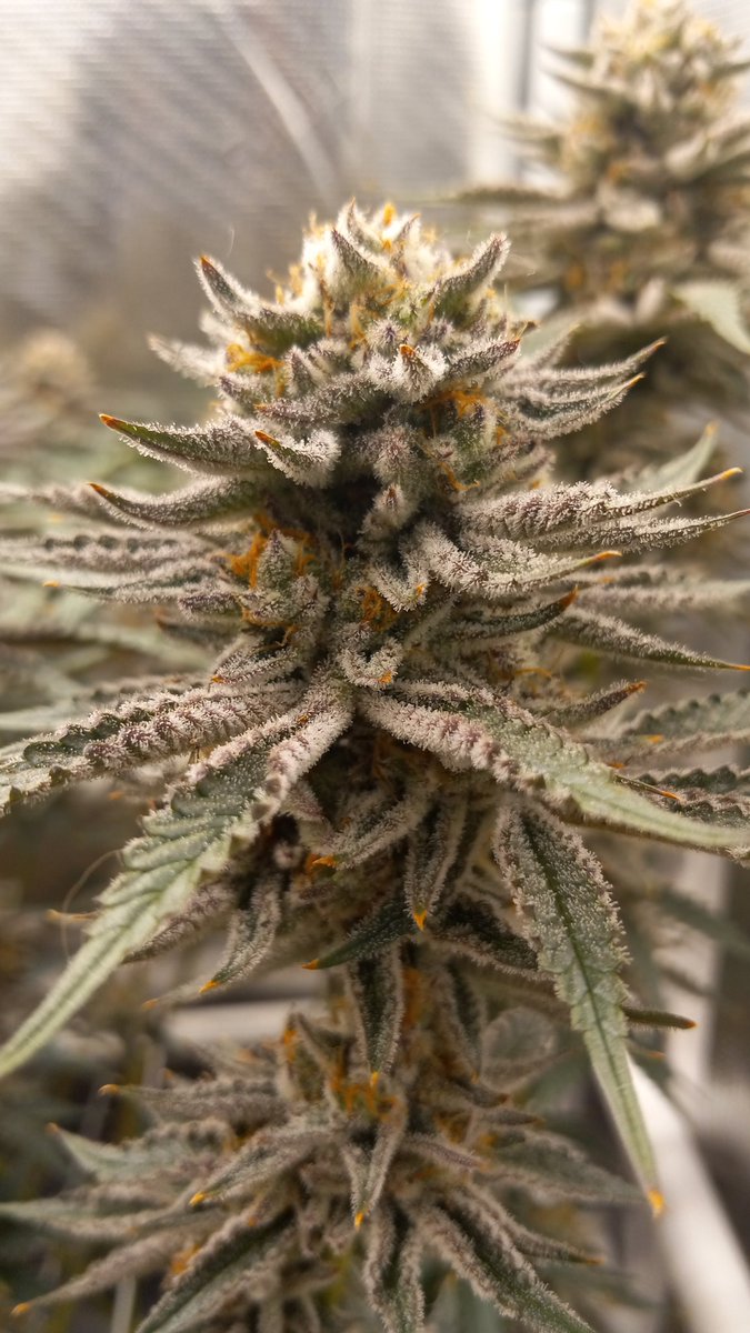 NFSOT Day 47 Dm for information on @beleaf_cannabis Truffaloha#2 S1 @ibexnutrition @GorillaGrowTent @OfficialKINDLED @GrowStrongInd #Mmemberville #420community #GoatNutes #WeedLovers #CannabisLegalization #cannabislegalisierung #weedgirl #cannabisculture
