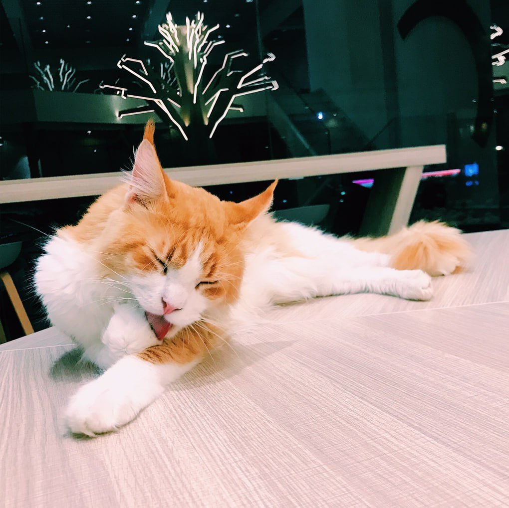 どの猫も自分の前足を舐めるのが好きだが、彼も例外ではない。